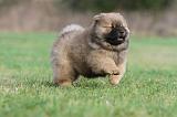 CHOW CHOW 330